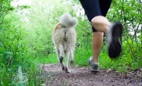 GOEX exoskelett för hundpromenader